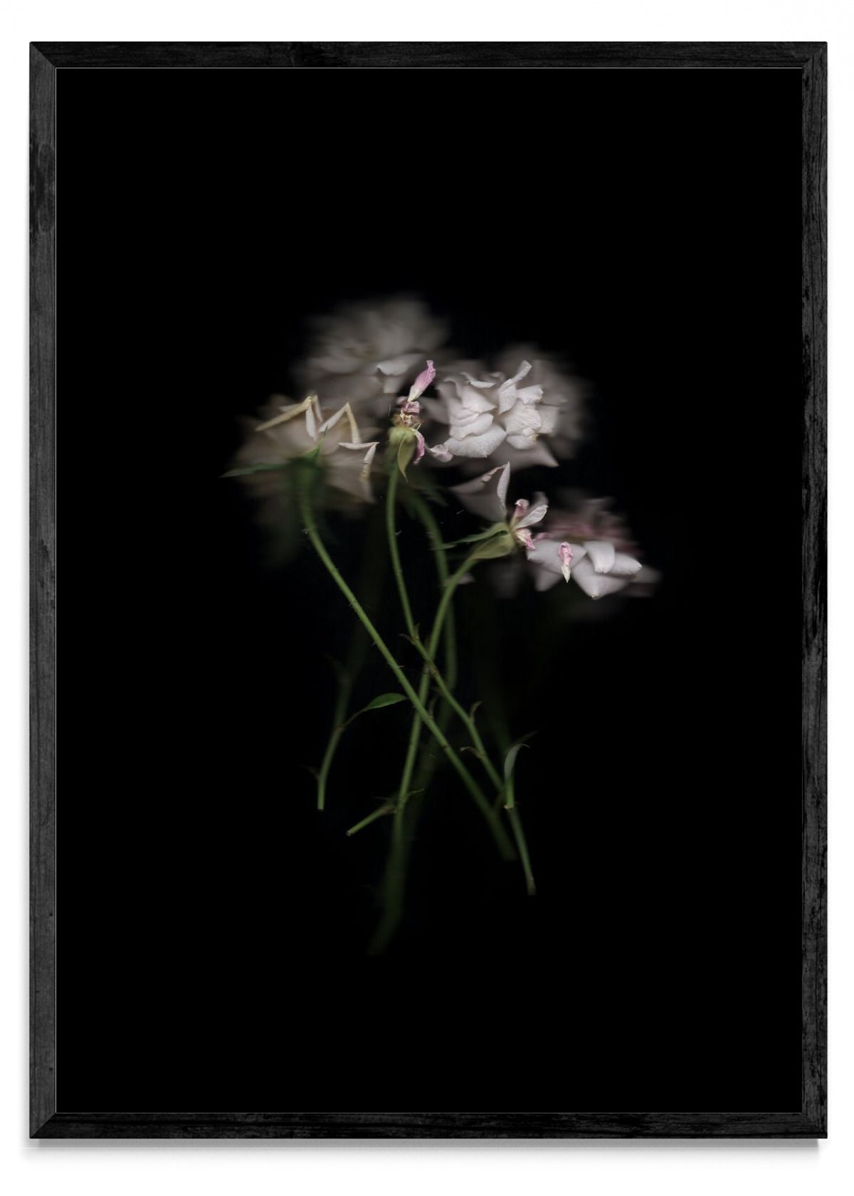 Rosas Rococó - Retrato N