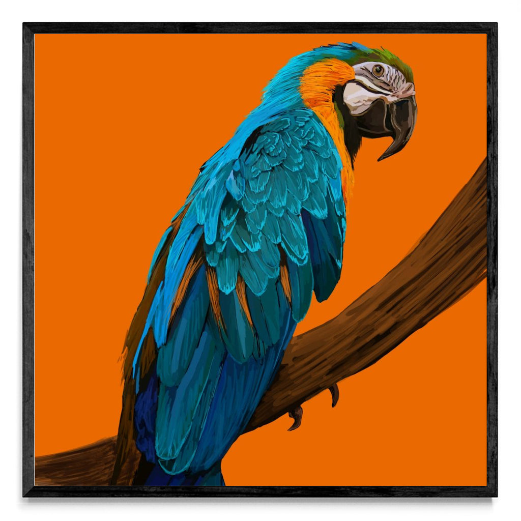 Animal #1 - Cuadrado N