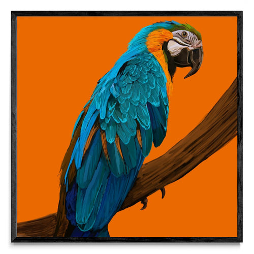 Animal #1 - Cuadrado N