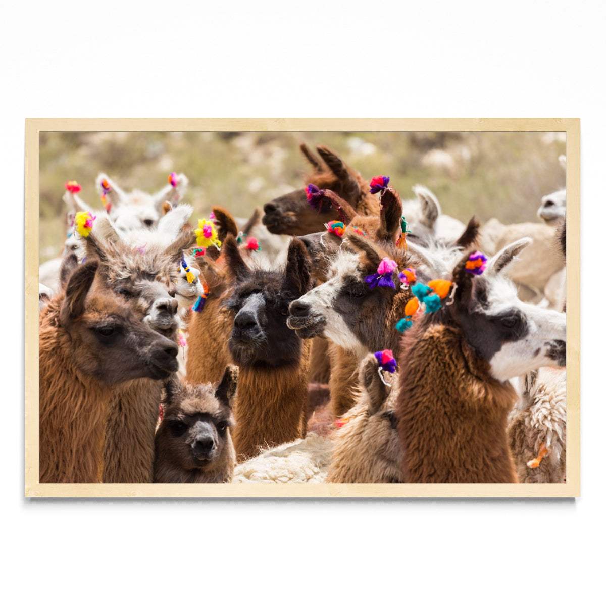 Llamas - FotoH MC