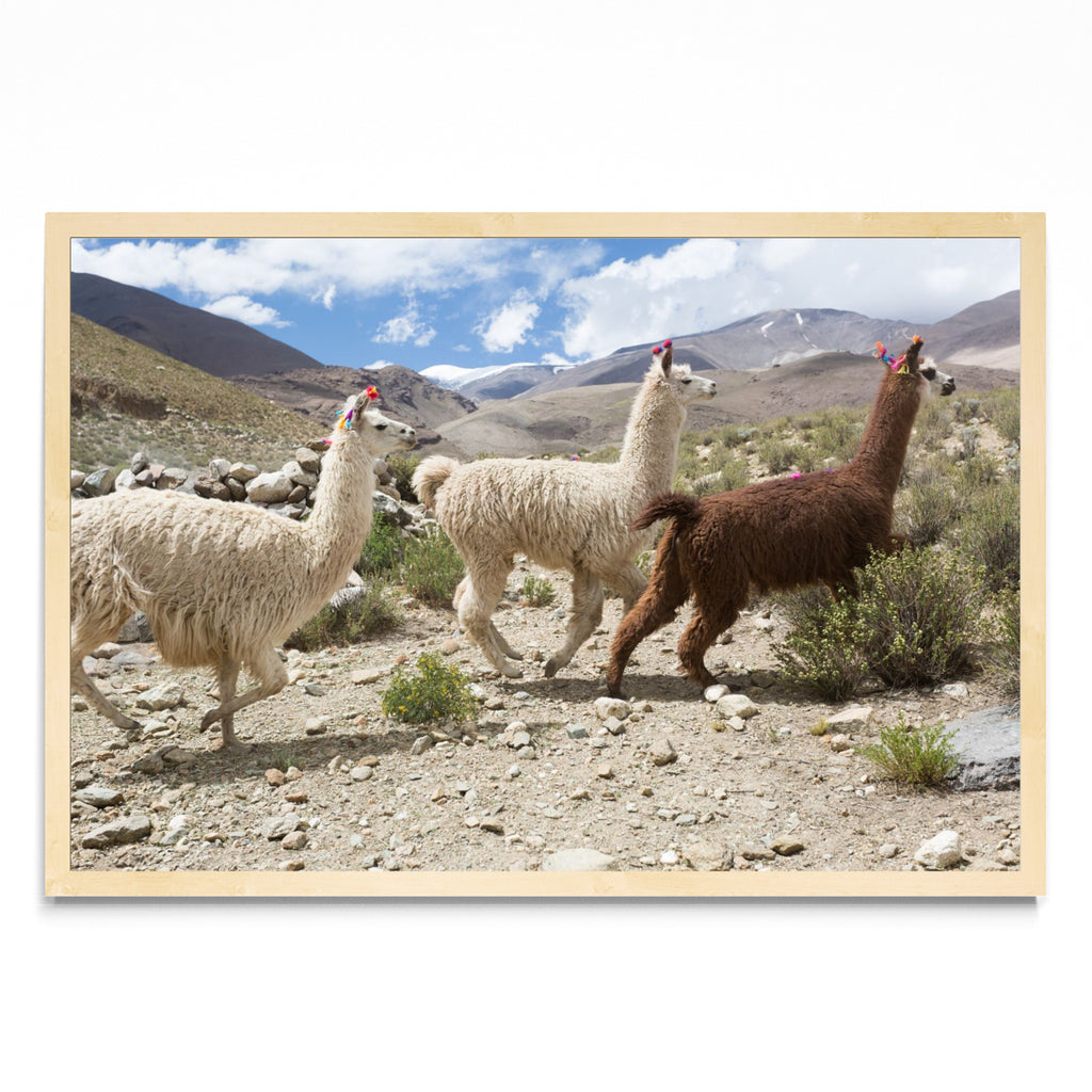 Tres llamas - FotoH MC