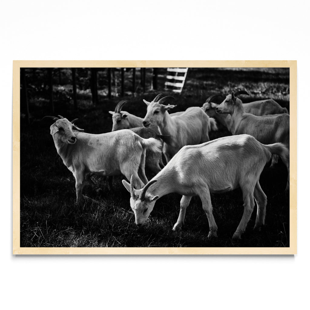 Cabras - FotoH MC