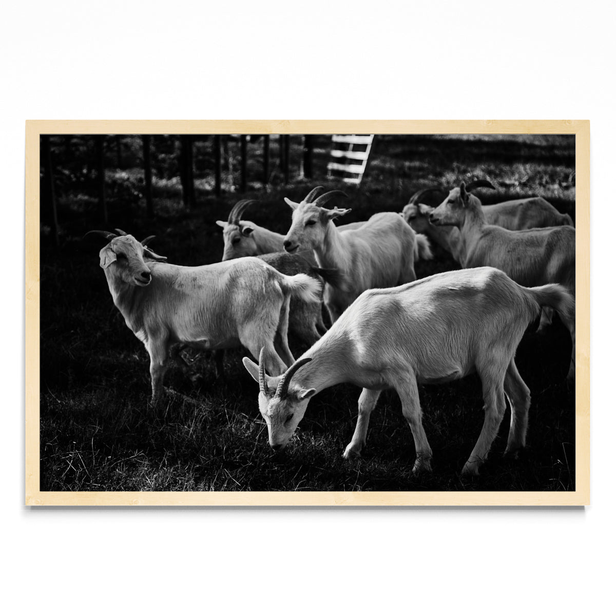 Cabras - FotoH MC