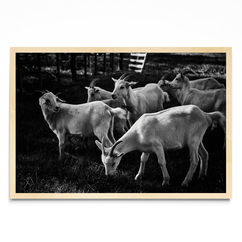 Cabras - FotoH MC