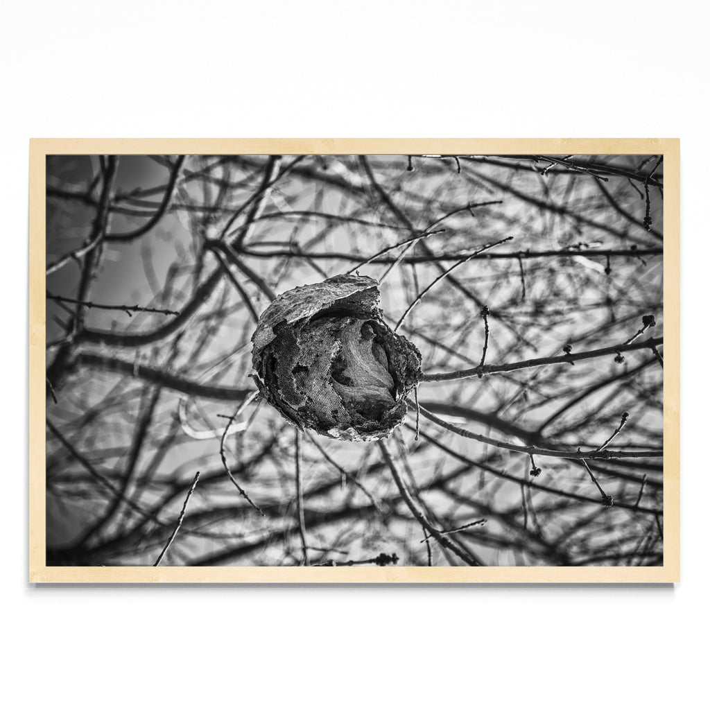 PANAL - FotoH MC