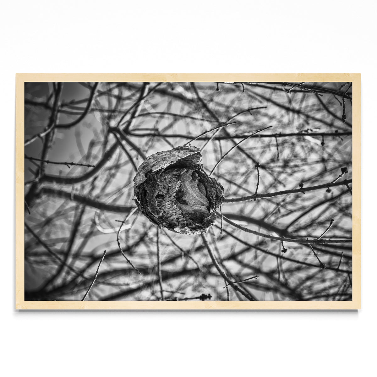 PANAL - FotoH MC