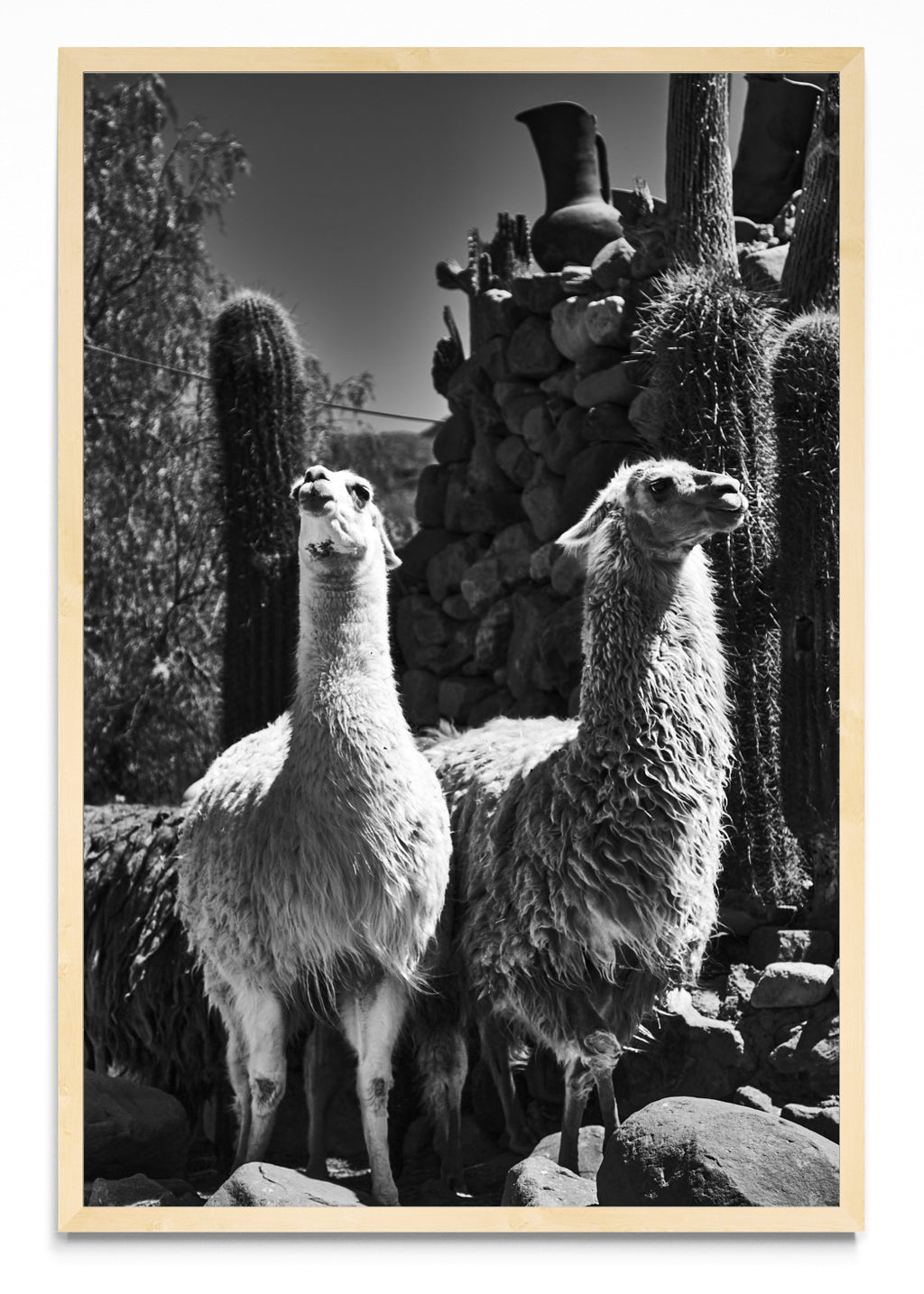 Llamas - FotoV MC