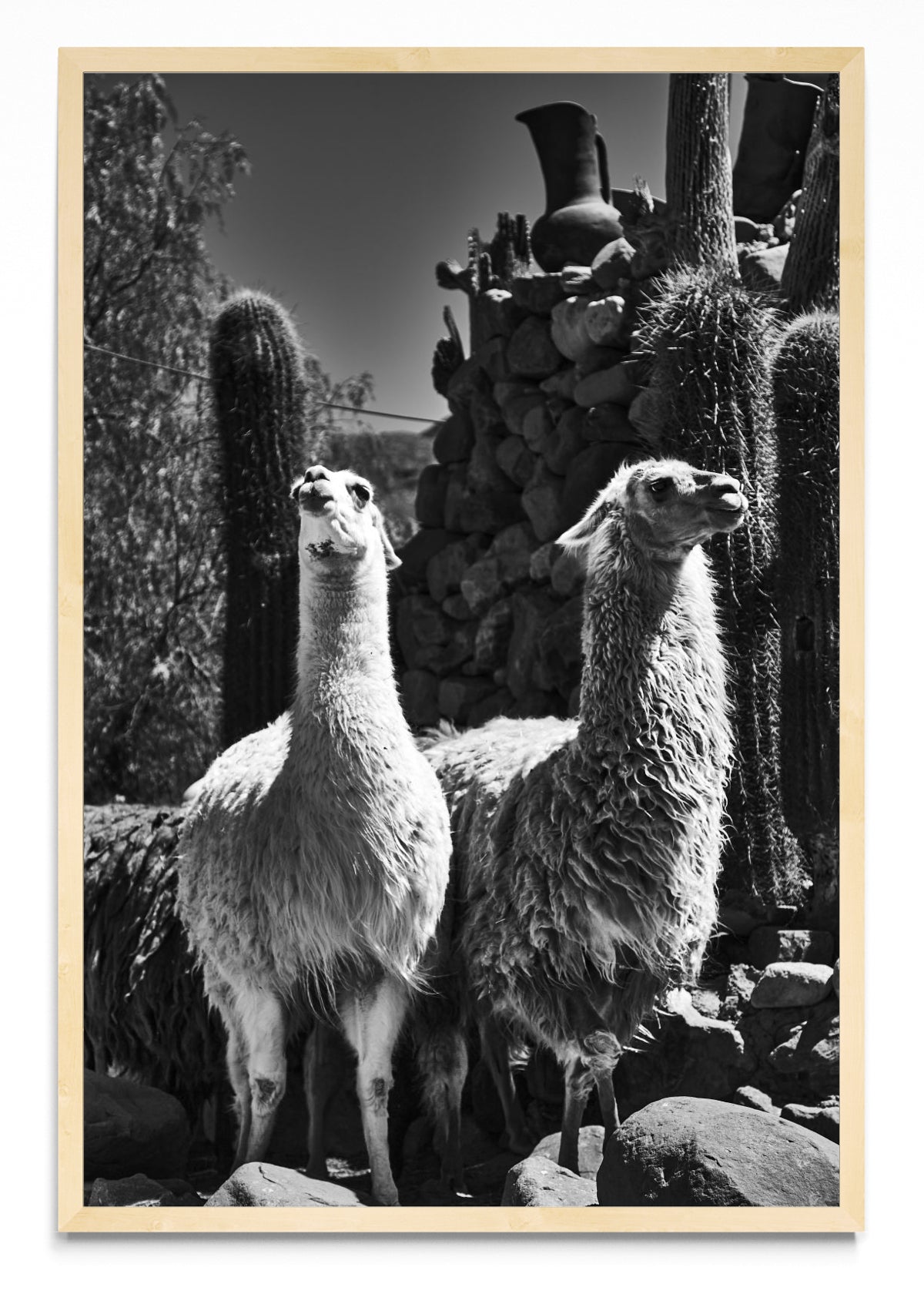 Llamas - FotoV MC