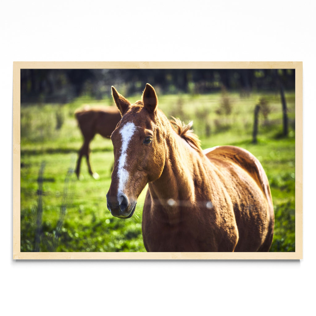 CABALLO - FotoH MC