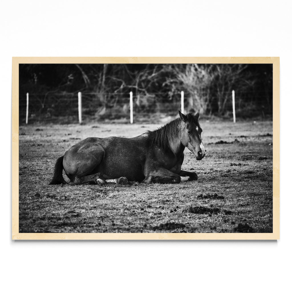 CABALLO II - FotoH MC
