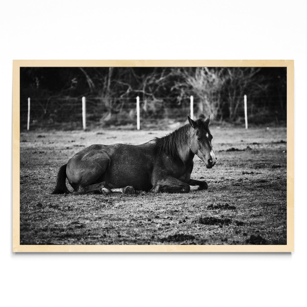 CABALLO II - FotoH MC