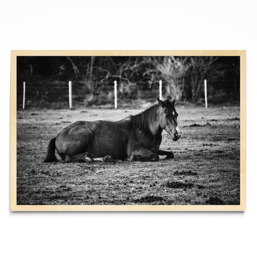 CABALLO II - FotoH MC