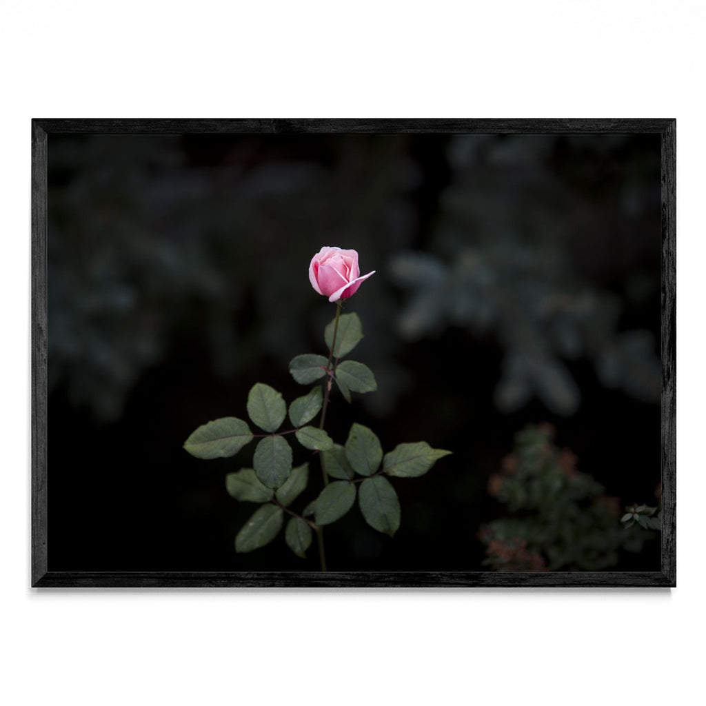 La Flor - Paisaje N