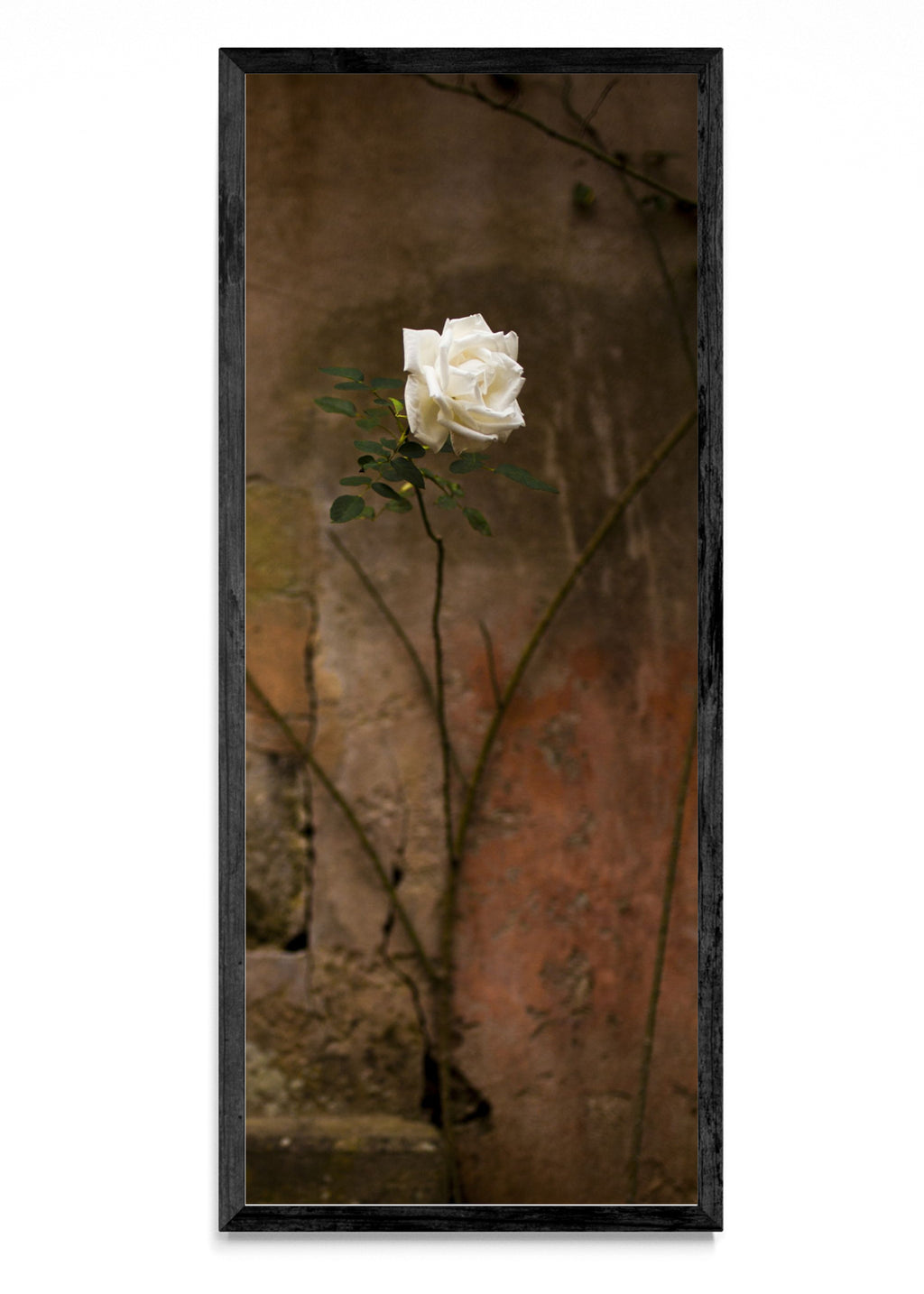 Flor Blanca - PanoV N