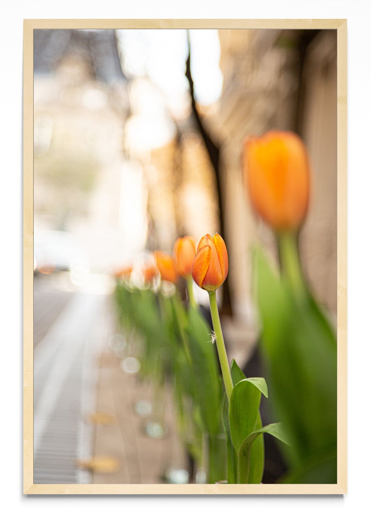Calle Arroyo tulipanes - FotoV MC