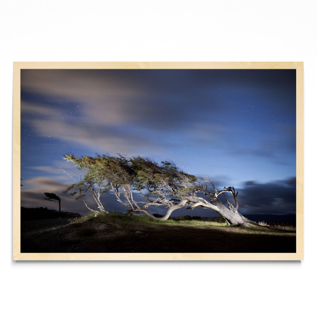 Arbol Bandera - Ushuaia - FotoH MC