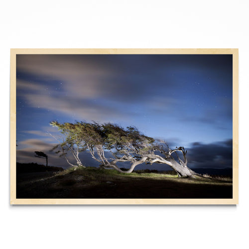 Arbol Bandera - Ushuaia - FotoH MC