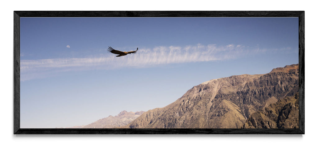 Condor - Pano H N