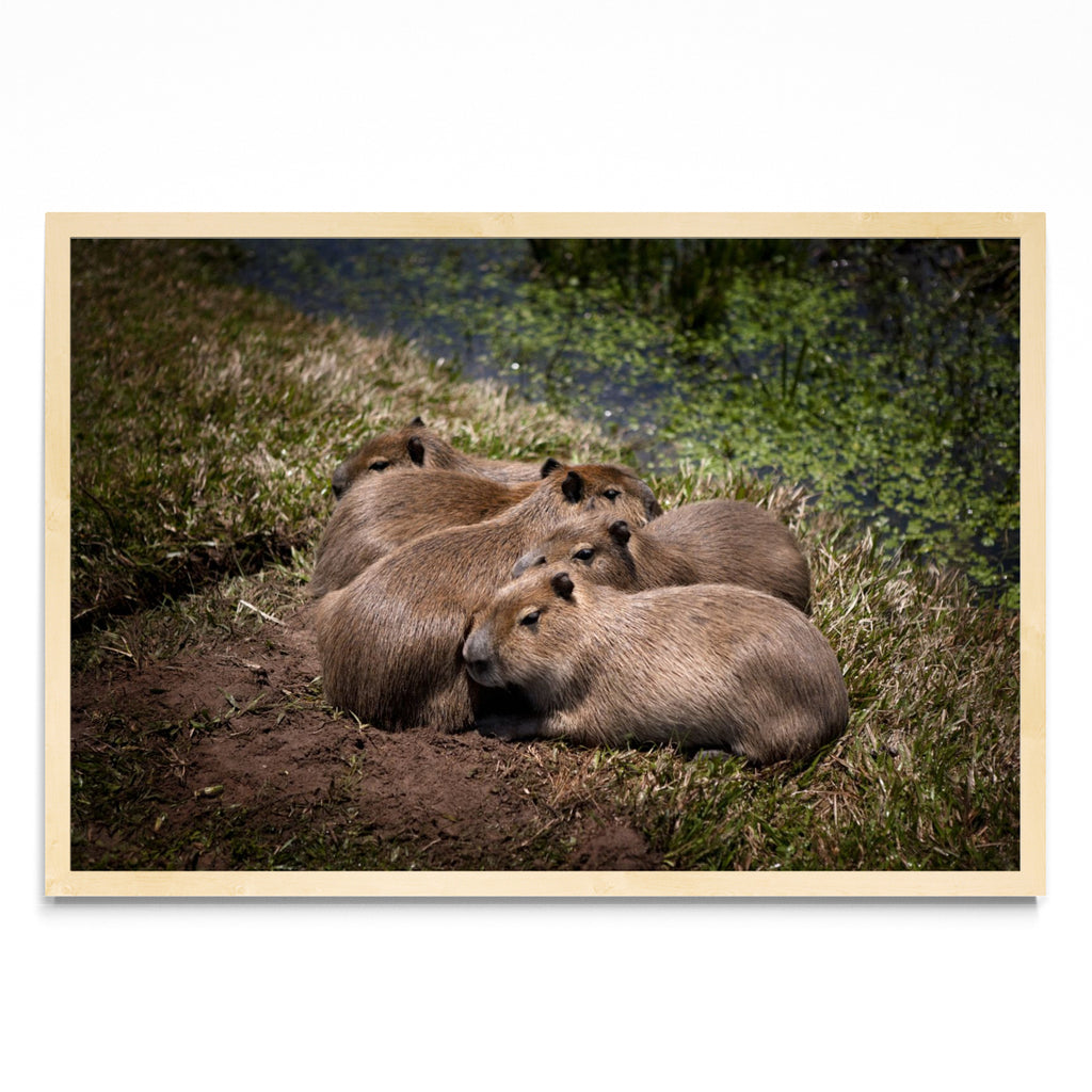 Bebes carpincho durmiendo a la luz de la luna - FotoH MC