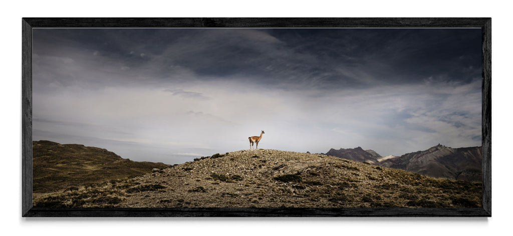 Guanaco - Pano H N