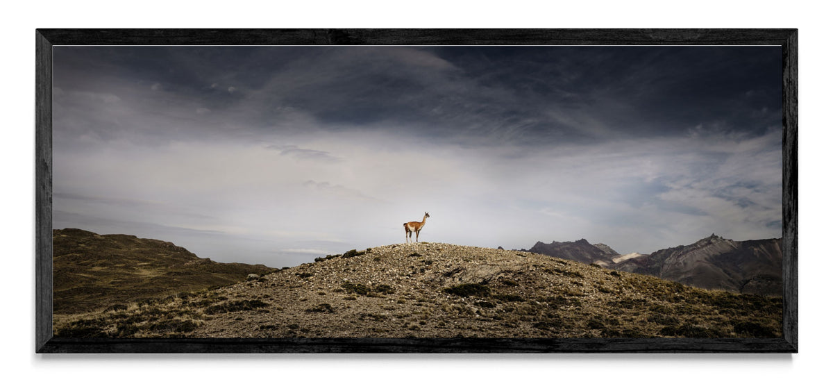 Guanaco - Pano H N