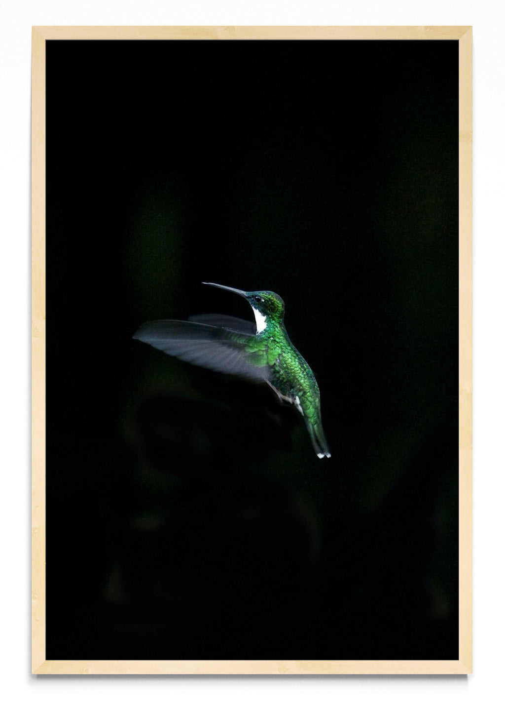 Colibri - FotoV MC
