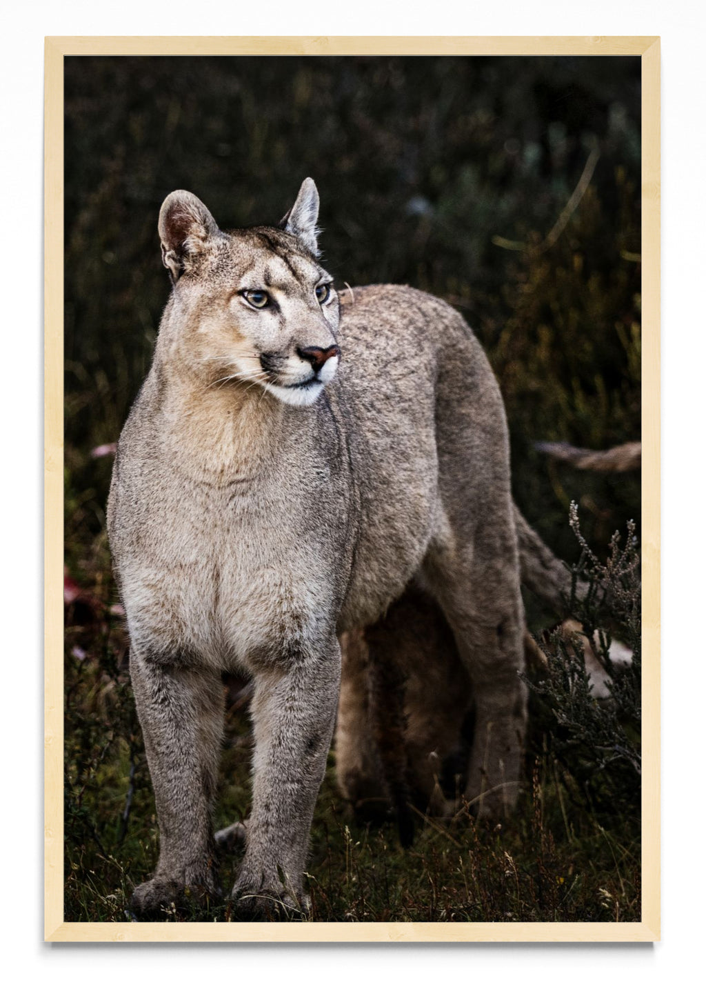 Puma - FotoV MC