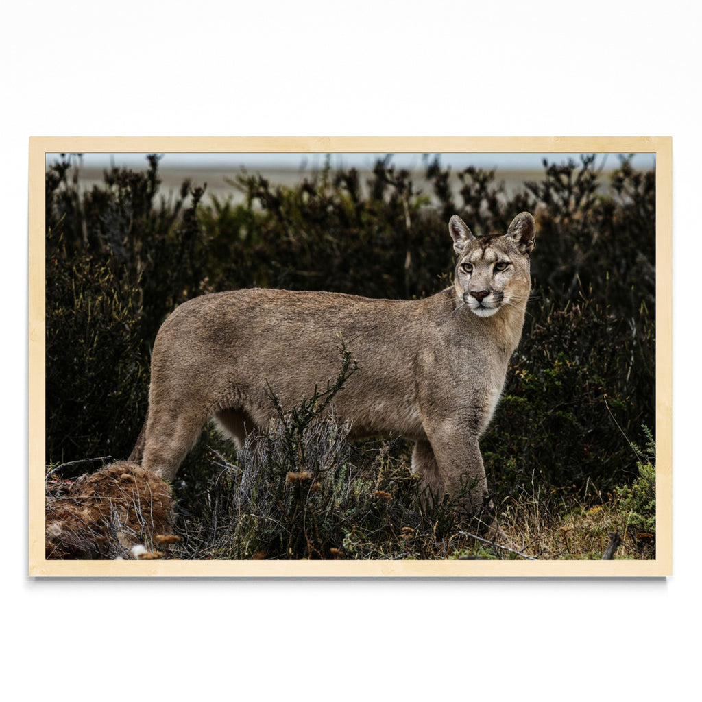 Puma - FotoH MC