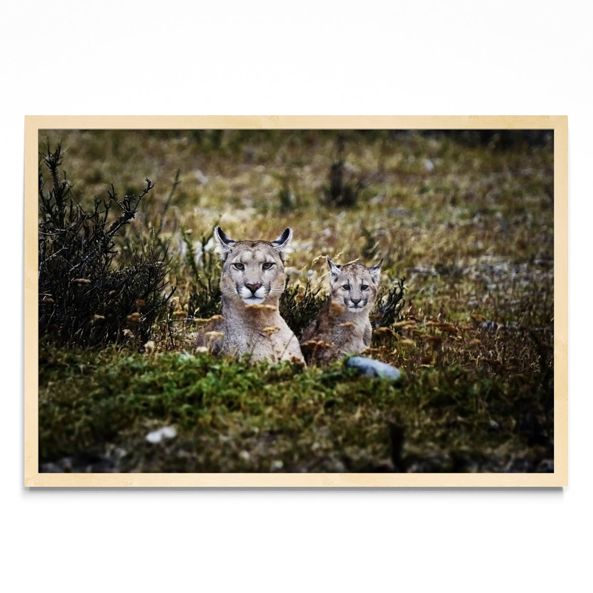 Pumas - FotoH MC