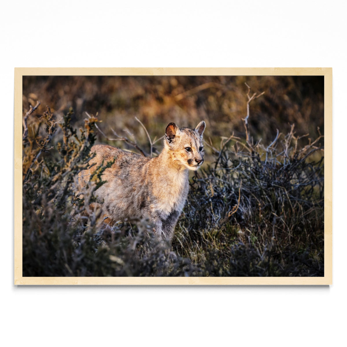 Cria de Puma - FotoH MC
