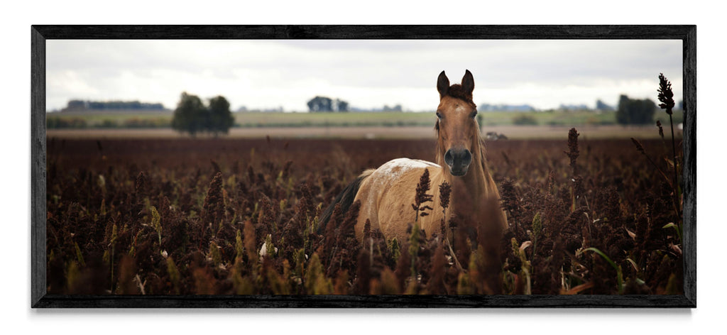 Caballo - Pano H N
