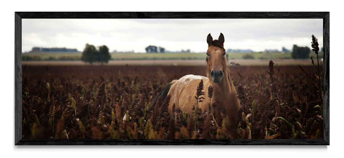 Caballo - Pano H N
