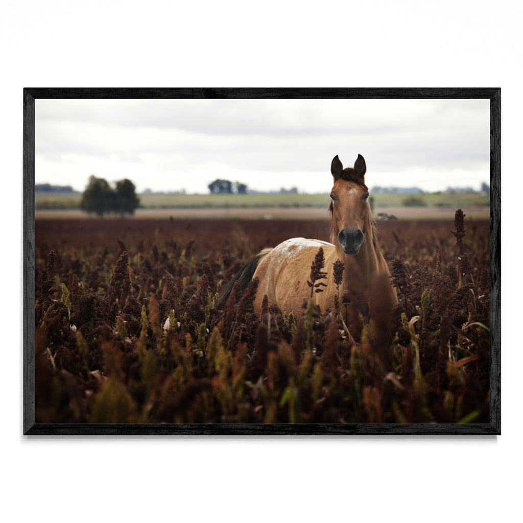Caballo - Paisaje N