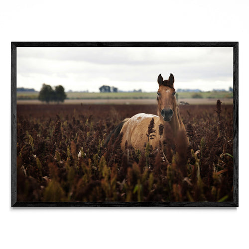Caballo - Paisaje N