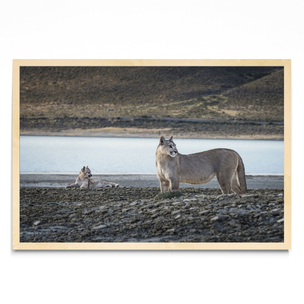 Pumas - FotoH MC
