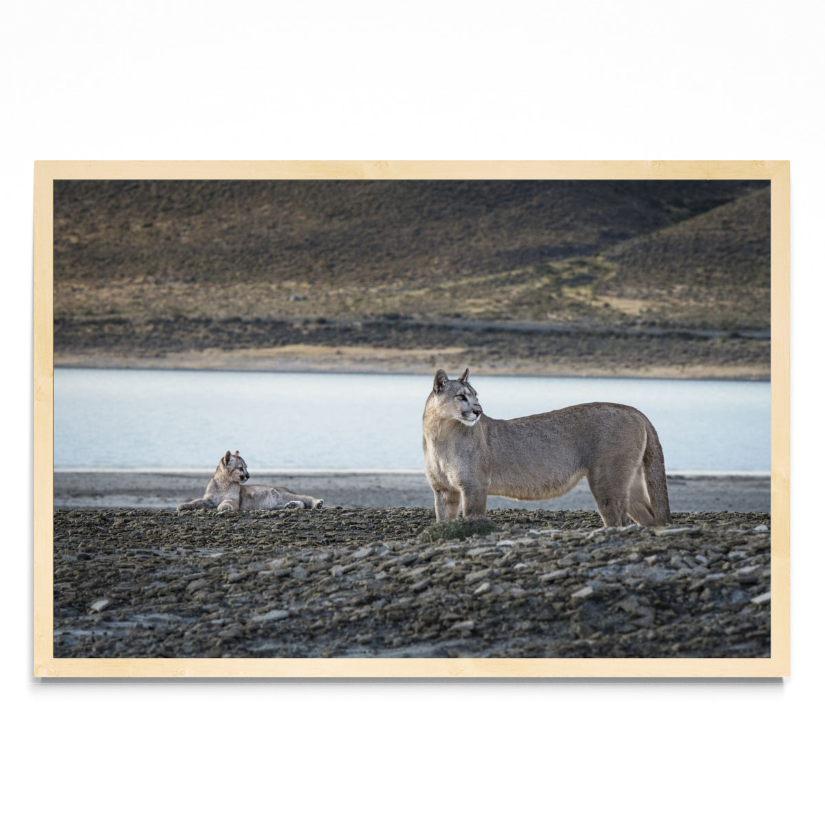 Pumas - FotoH MC