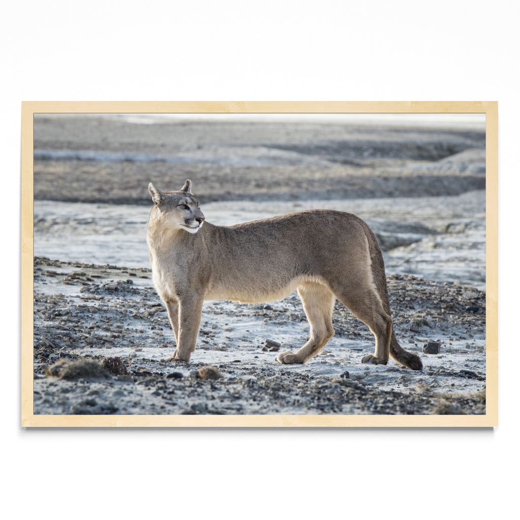 Puma Salvaje - FotoH MC