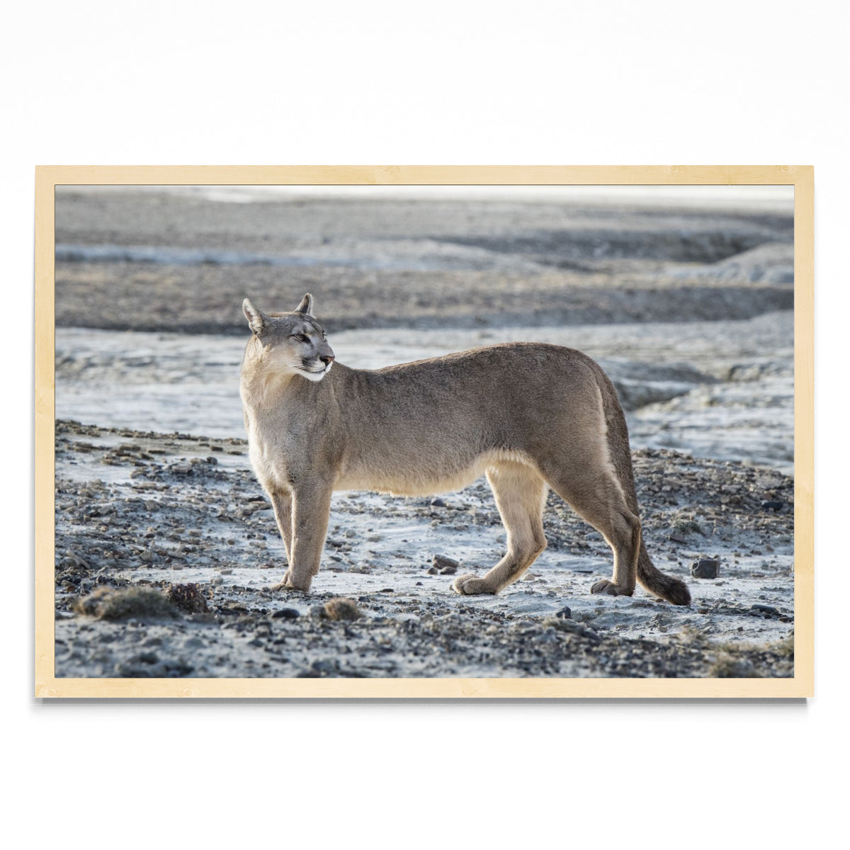 Puma Salvaje - FotoH MC