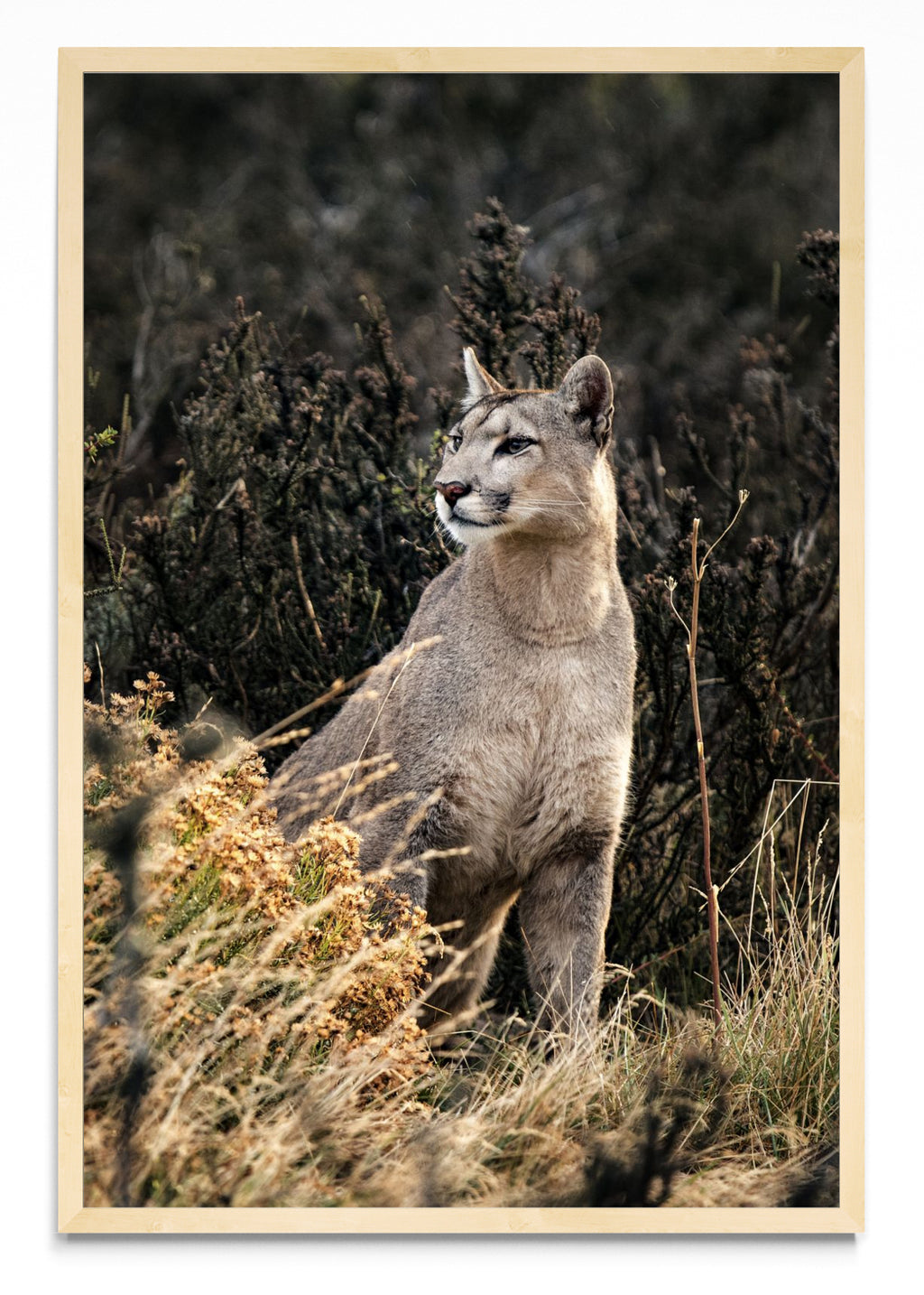 Puma - FotoV MC
