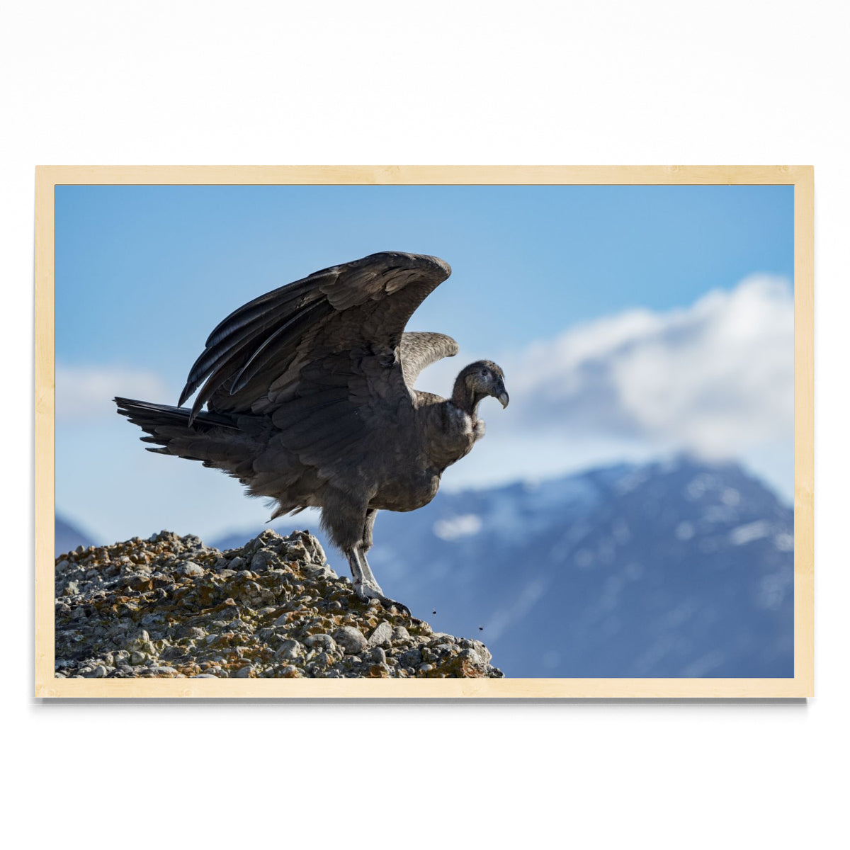 Condor - FotoH MC