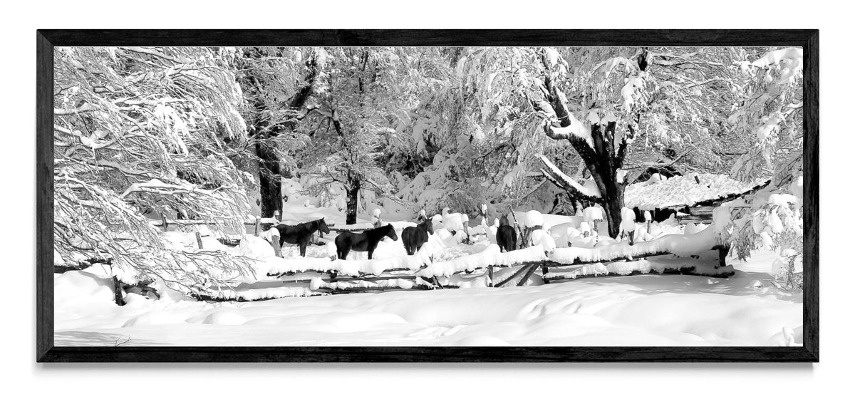 Nobleza en invierno. - Pano H N