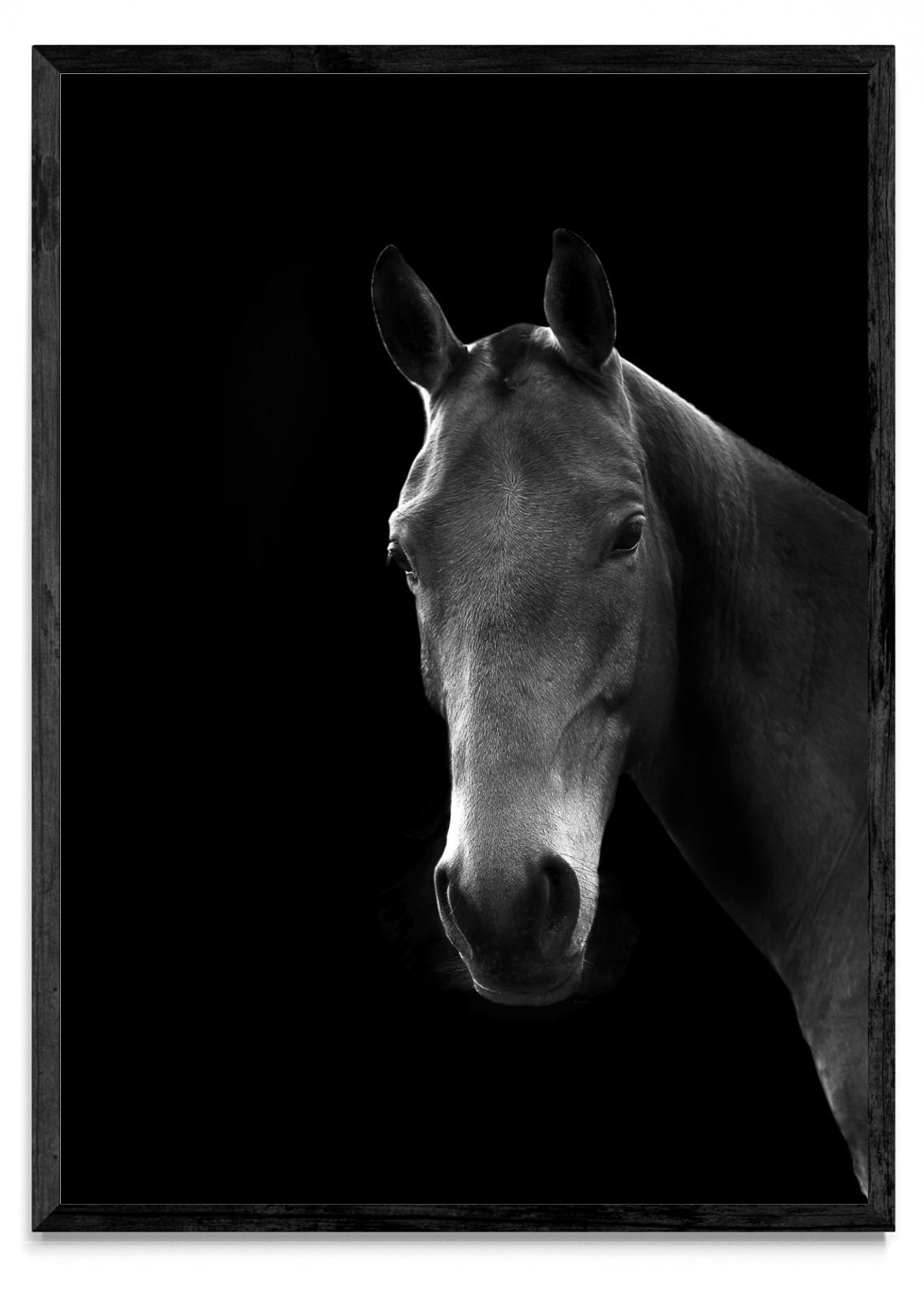 Mirada de un noble. - Retrato N