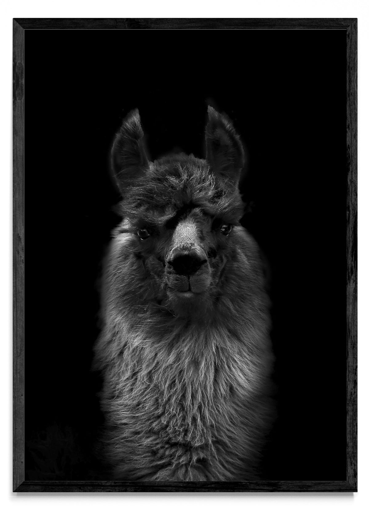 Mirada de una llama. - Retrato N