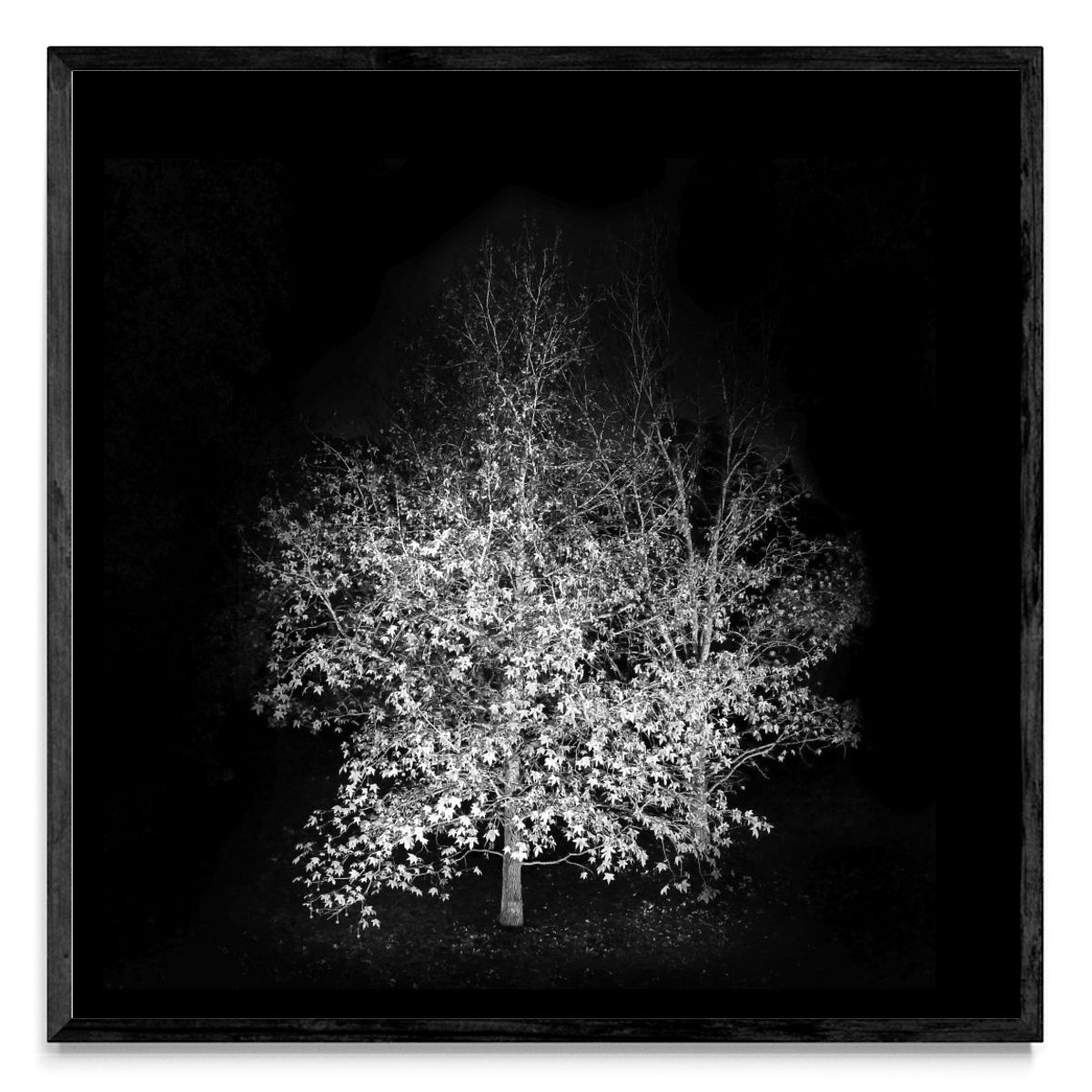 Noche de otoño. - Cuadrado N