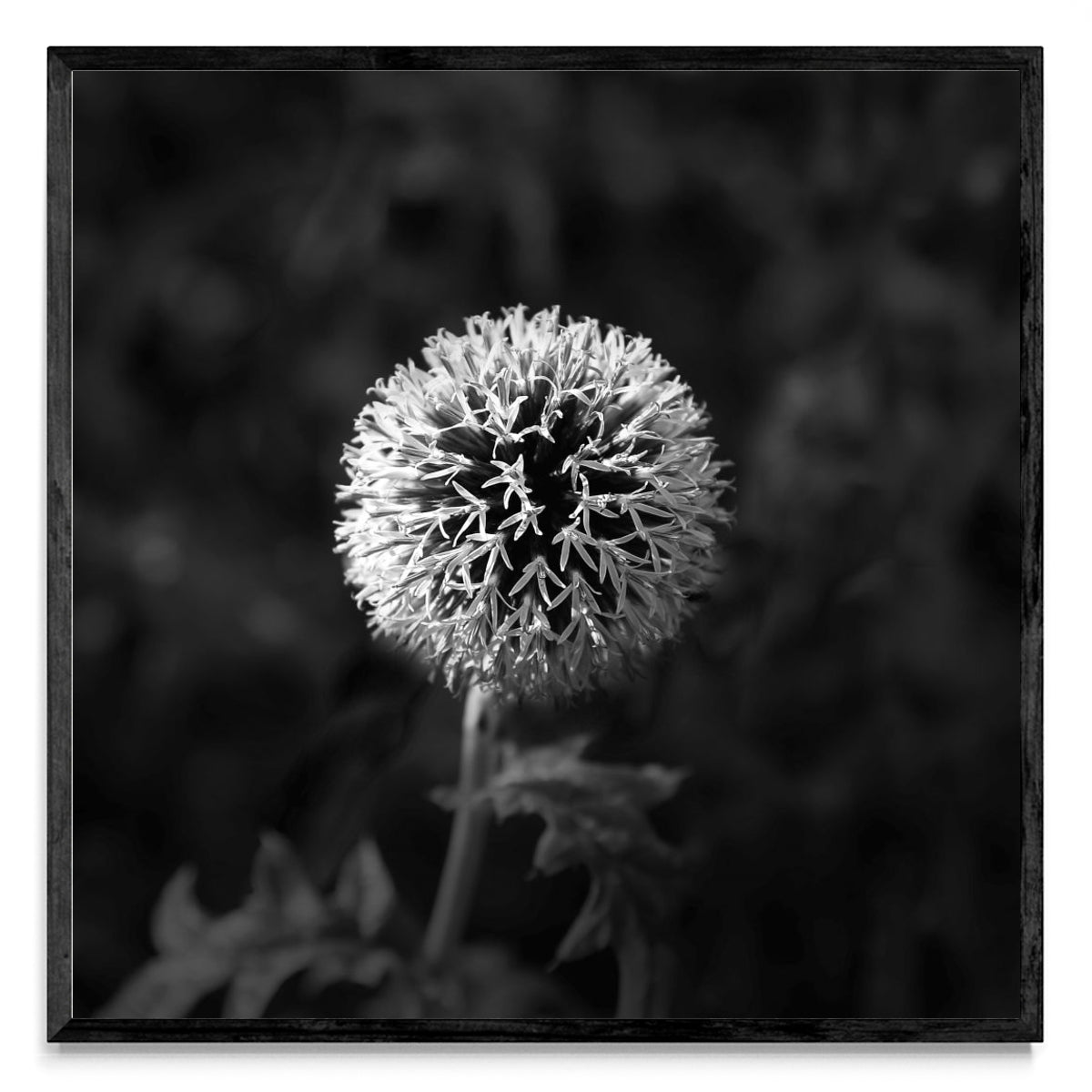 Lazos de una flor. - Cuadrado N