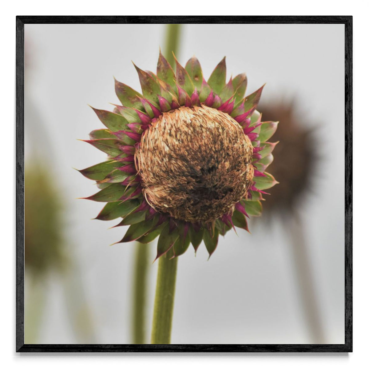 Serie Flores - Flor Silvestre 4 - Cuadrado N