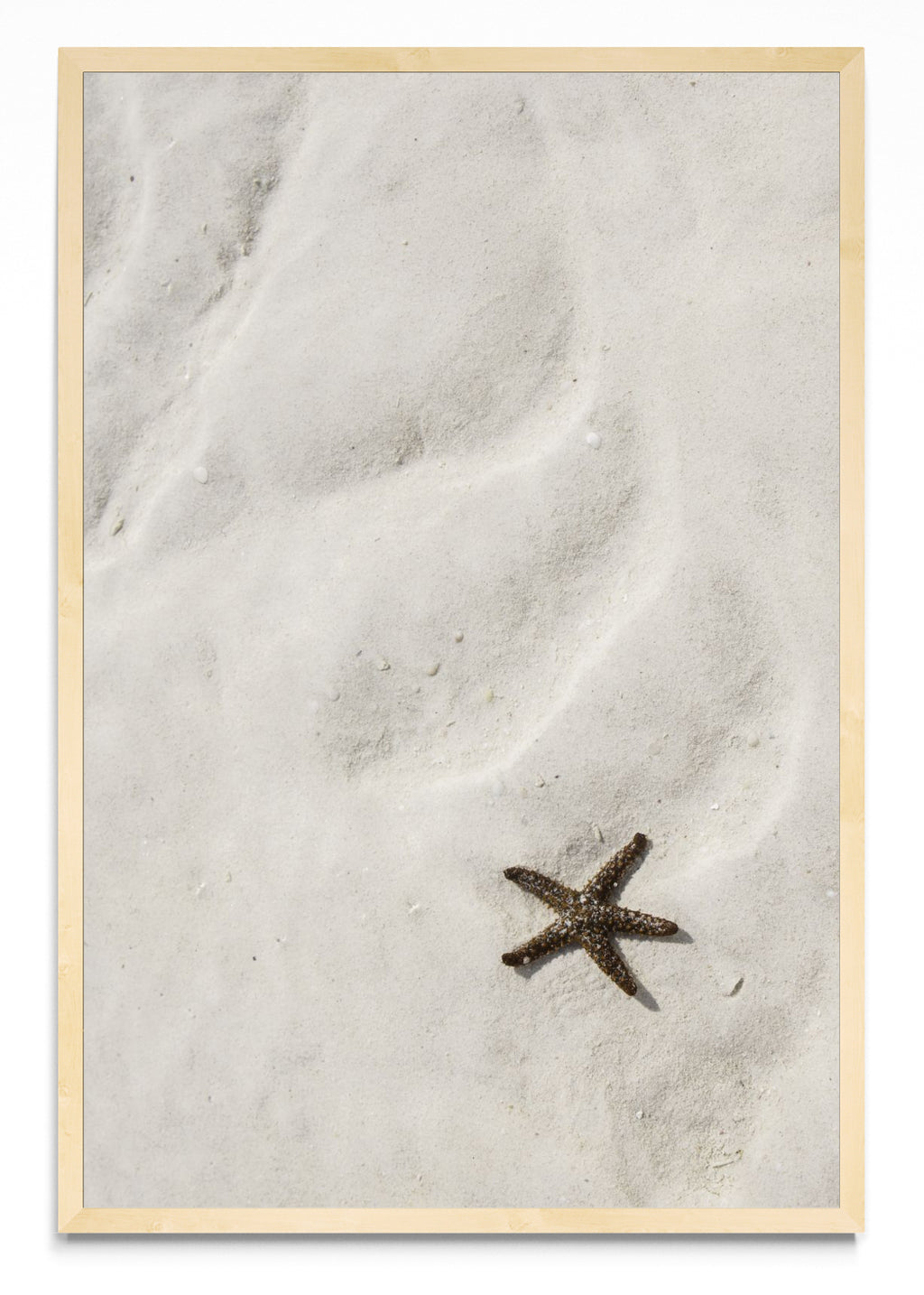 Estrella de mar - FotoV MC