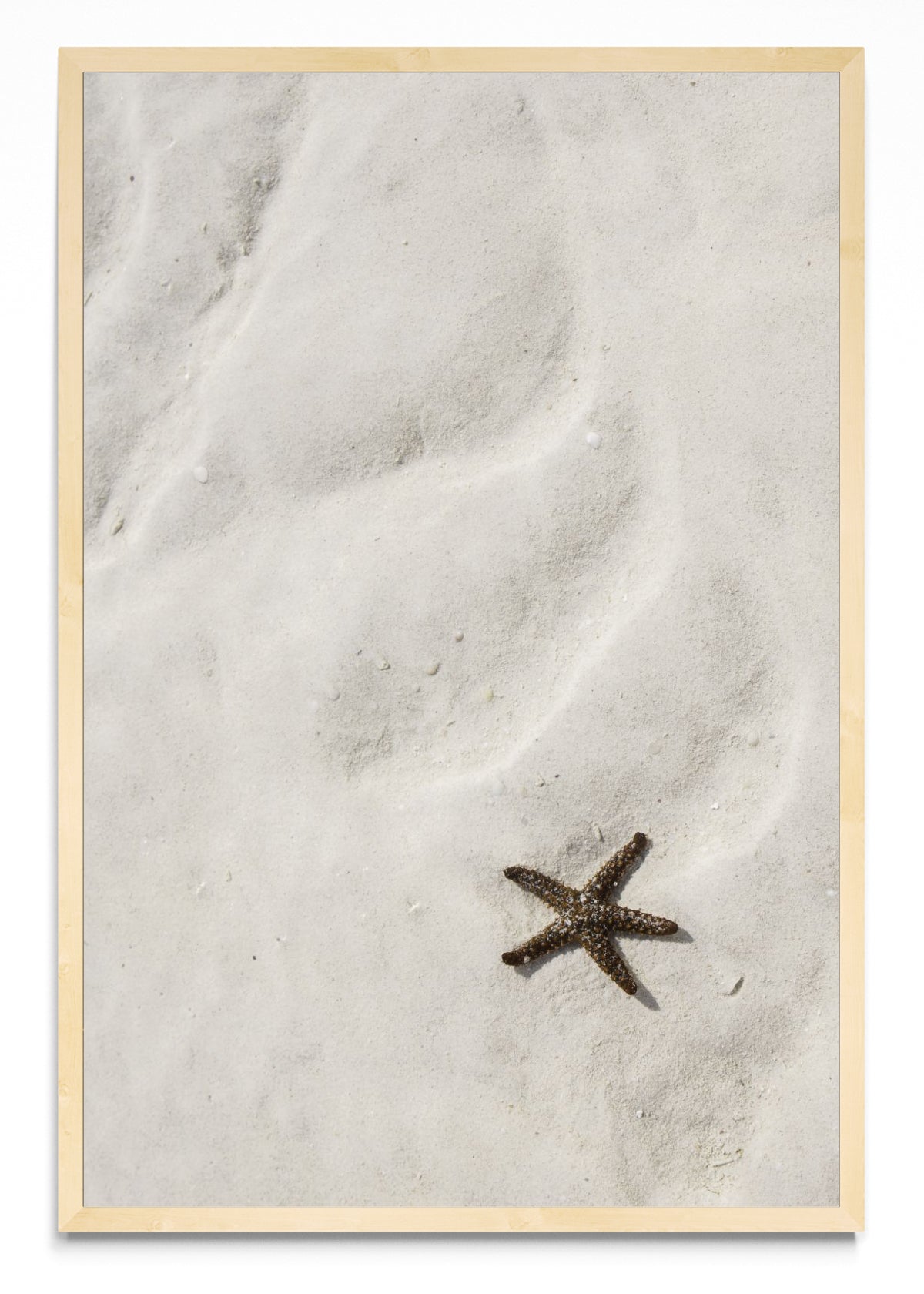 Estrella de mar - FotoV MC