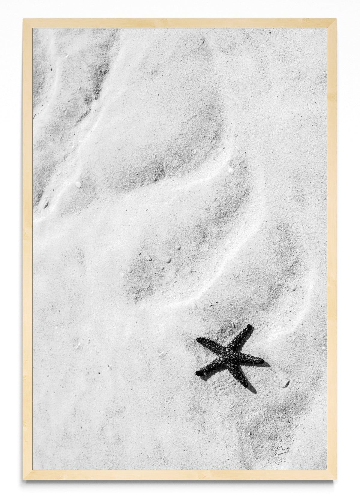 Estrella de mar (B&N) - FotoV MC
