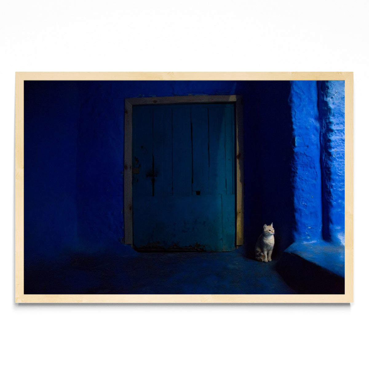 Gato en Blue - FotoH MC